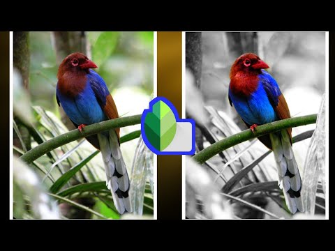 Selective Color Effect | Color Splash In Snapseed | Snapseed Tutorial For Beginner