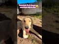Mira la historia De este perrito callejero#dog#doglover#dogs#dogshorts#parati#youtubeshorts#cat