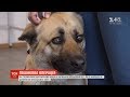 У Києві кілька днів розшукували пса, який разом з армійцями їхав на фронт, але загубився на вокзалі