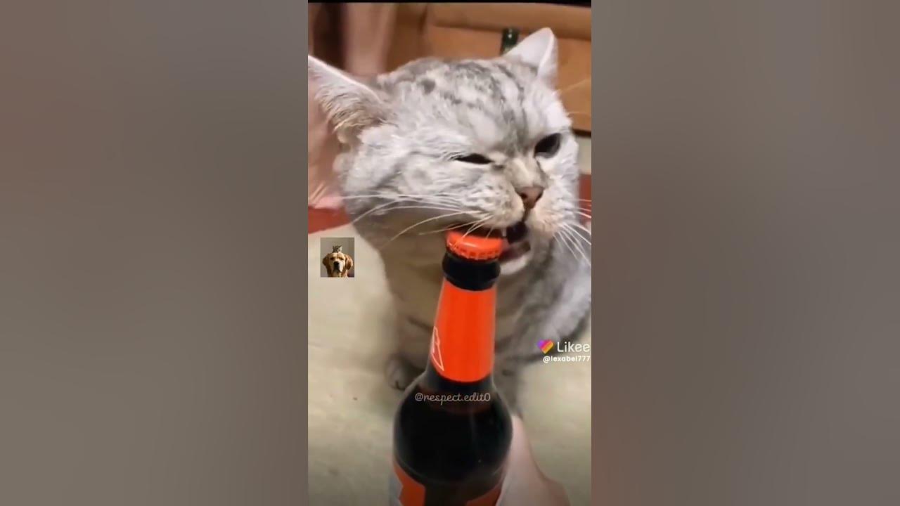котики 2 - YouTube