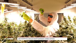 Besuch Beim Cannabis-Anbauverein