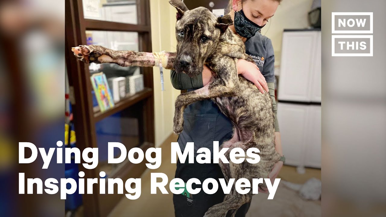 Dog Left to Die on the Road to Recovery - YouTube
