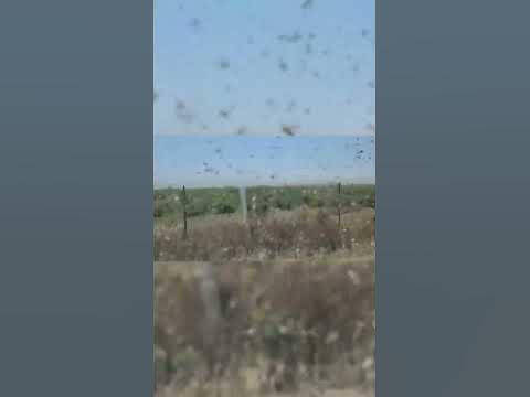 Нашествие Саранчи - YouTube