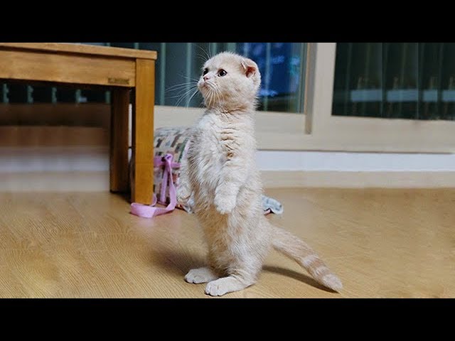 「かわいい猫」 笑わないようにしようとしてください - 最も面白い猫の映画 284