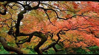 Portland Japanese Garden 20141025 1080p HD