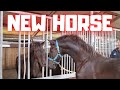 New Horse on this beautiful day at the stable | Friesian Horses