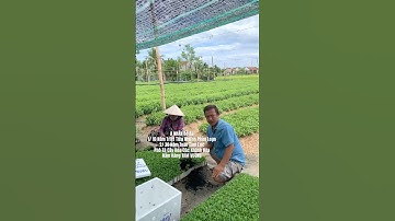 Hoa Cúc Giống Khánh Hòa A NHÀN Đại Đóa Pha Lê Mô Nhân Trồng Chậu Vụ Hoa Cúc Tết 2026 Xuất Bắc Nam