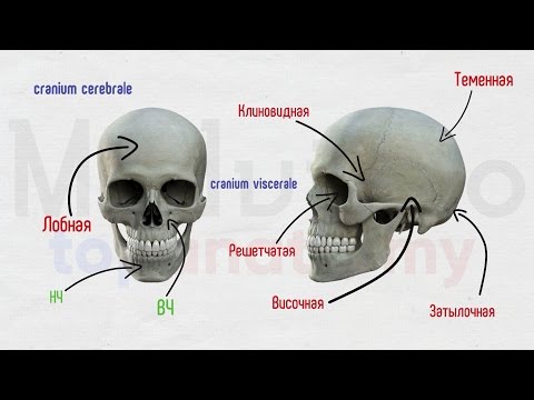 Череп #1: Лобная и клиновидная кости