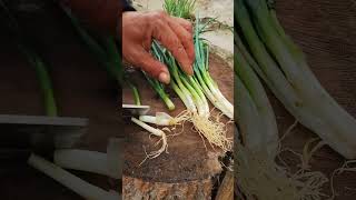 G17002706106456 Mini Rotary Tillage And Ridging All - In One Tree Shortview