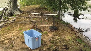 Trapping Turtles With Hoop Nets