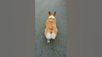 Corgi walk