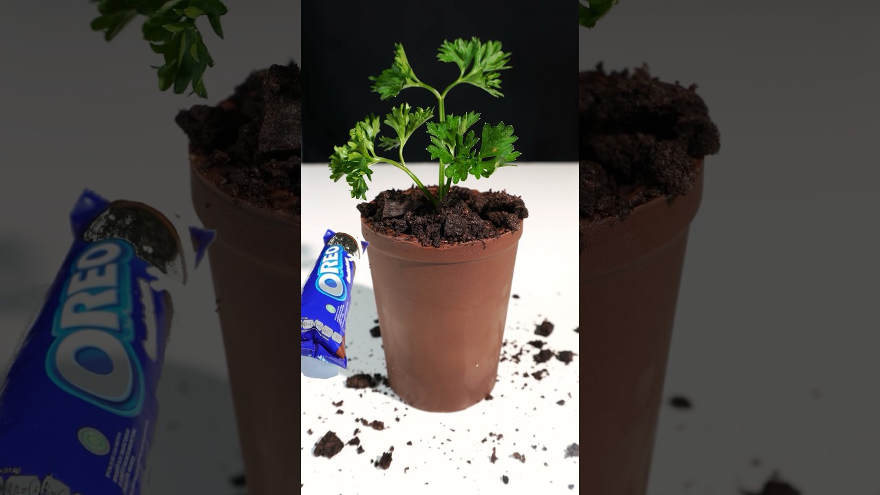 Chocolate Pot 😍🍫Oreo Chocolate Pot, flower pot dessert 