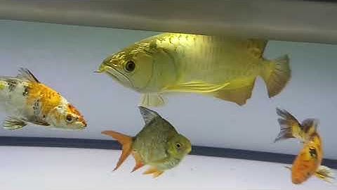 ร้านหมูปลาสั้น สนามหลวง 2 Set 2