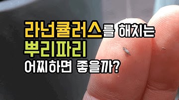 [후니네농장] Ep6.뿌리파리 관리_라넌큘러스 키우기