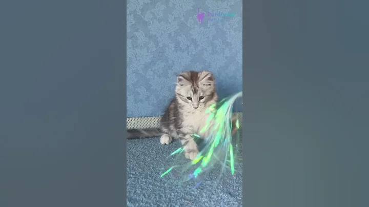 Video 10687851: tabby maine coon kitten, black tabby maine coon, maine coon female kitten, beautiful maine coon kitten, mainecoon, kittens rare