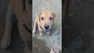 hola me llamo Apolo , ven a conocerme #peludotravieso