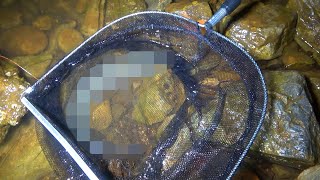 立入禁止エリアから流出した存在してはいけない怪魚を捕らえた！【後編】