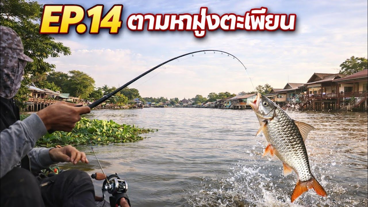EP.14ตกปลาตะเพียน​ (เทคนิค&การหาหมาย) แม่น้ำเจ้าพระยา มาทำอาหารสูตรเด็ด#แม่น้ำเจ้าพระยา​#bigfish105