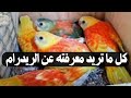 اسرار تربية عصافير الريدرام طيور مصر Birds السعودية عصافير 