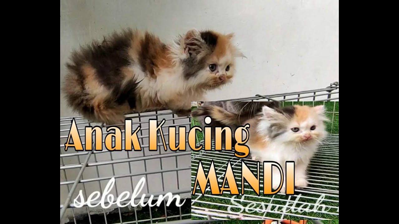 Cara Memandikan Anak Kucing usia 2 bulan - YouTube