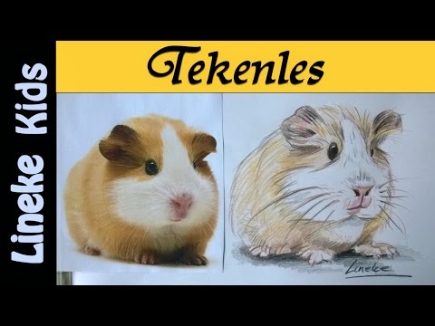 Hoe teken je een Cavia / tekenles / #6