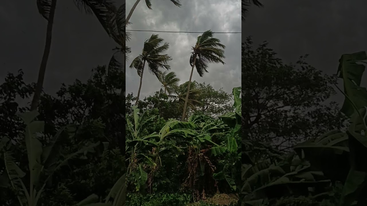 heavy windflow trees are falling