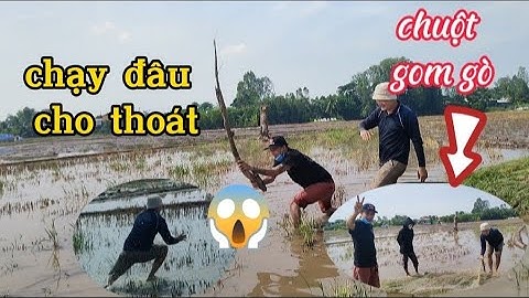 Bơm nước bắt chuột gom gò chuột đồng phá hoại mùa màng #cônghímiềntây #chuộtđồng