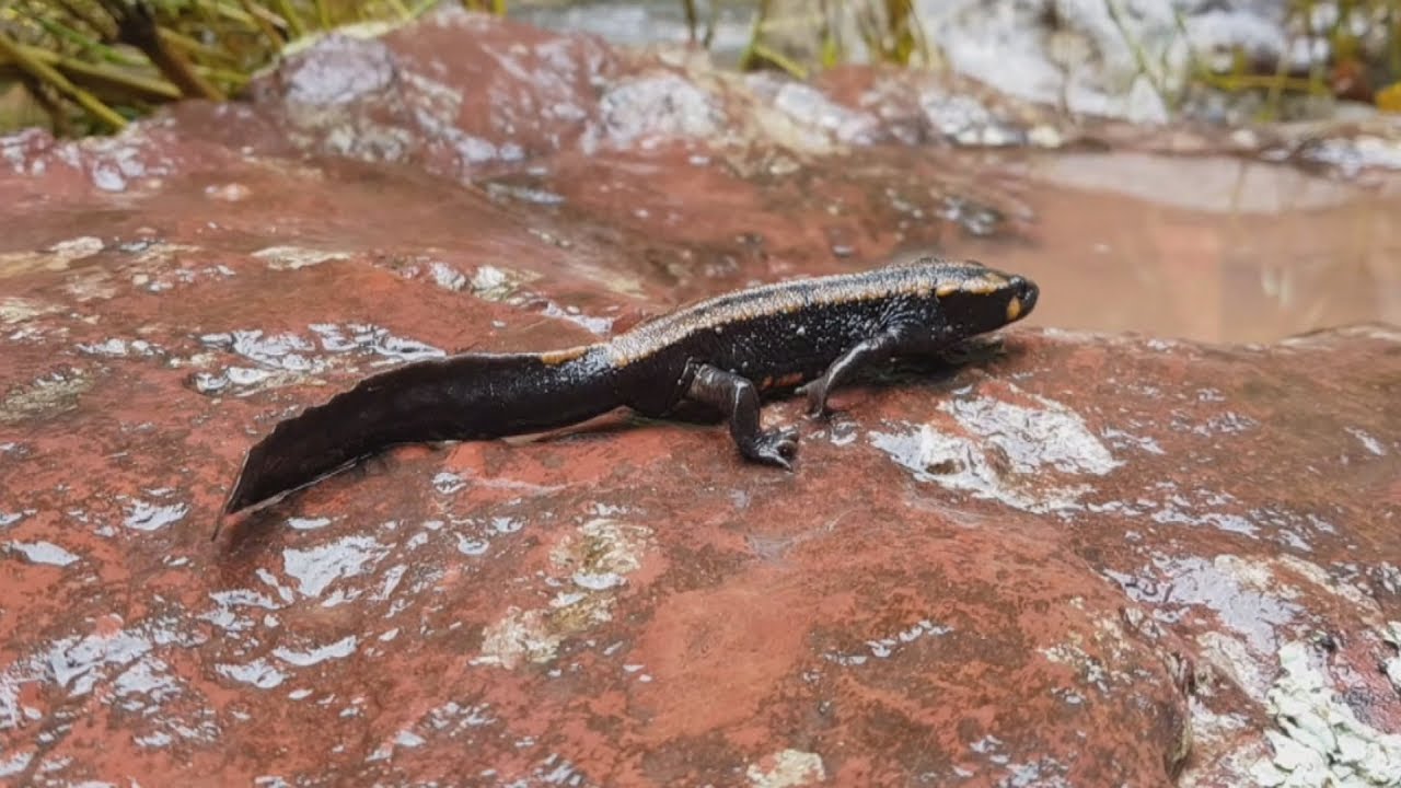 EP17 ส่องโลก ตอน  เปิดปูมไซสมบูน 2 