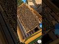Inside The Hive Brood Frame Full Of Nurse Bees рџђќрџђќрџЊ Bee Beekeeping РїС РµР РѕРІРѕРґСЃС РІРѕ Beekeeper Farm Inside The Hive Brood Frame Full Of Nurse Bees рџђќрџђќрџЊ Bee Beekeeping РїС РµР РѕРІРѕРґСЃС РІРѕ Beekeeper Farm