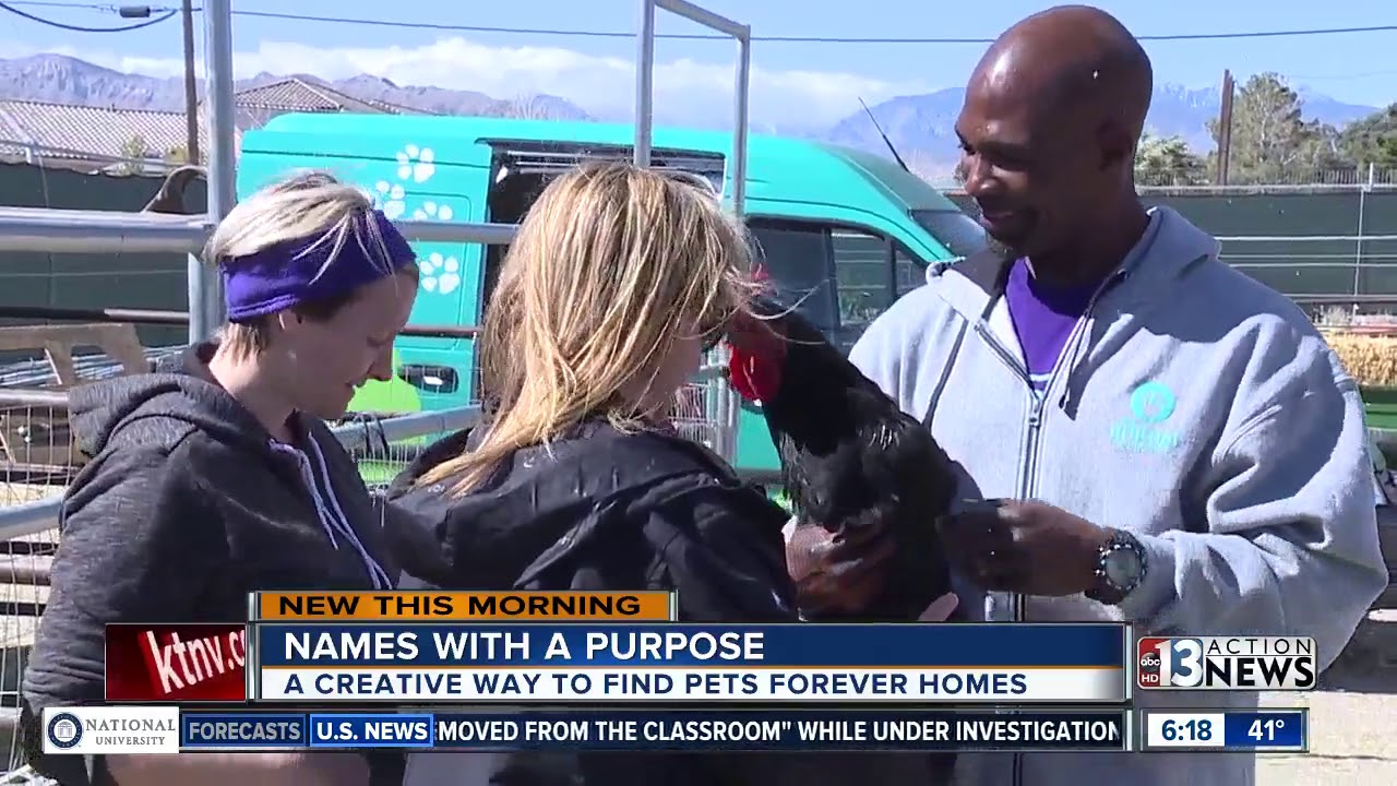 Animal Foundation helping pets like Kevin Bacon find forever homes