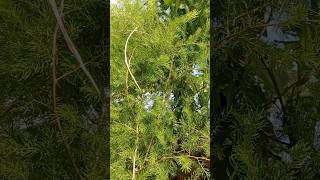 Ye konsa podha he 🤔 #curiosity #uniqueplants