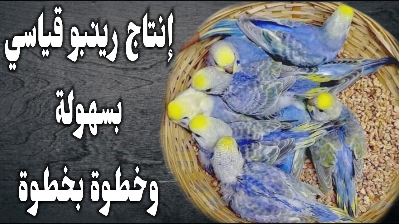 طريقة إنتاج طفرة الرينبو بشكل قياسي وسريع مع شرح سهل ومبسط