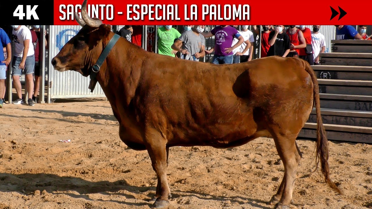 4K ▪ SAGUNTO ▪ Especial LA PALOMA