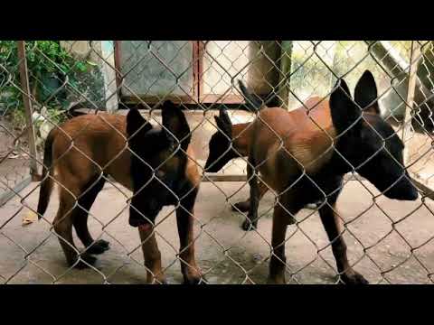 Video Chó Malinois Cái Nuôi Sinh Sản Màu Nào Đẹp Nhất? | Đàn... - youtube