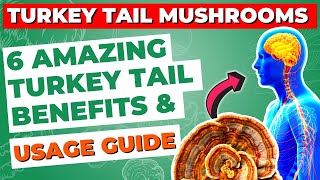 6 Amazing Turkey Tail Mushroom Benefits and Usage Guide