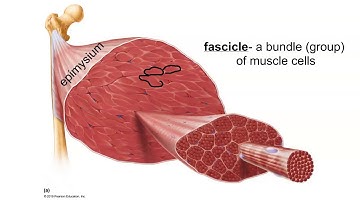 Layers of Connective Tissue in Skeletal Muscle