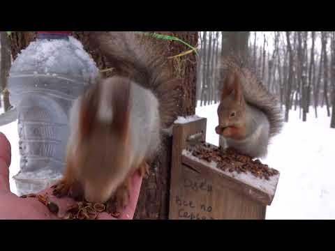 Две молодые белки / Two young squirrels