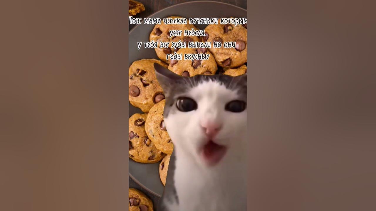 Мем котика 5 - YouTube