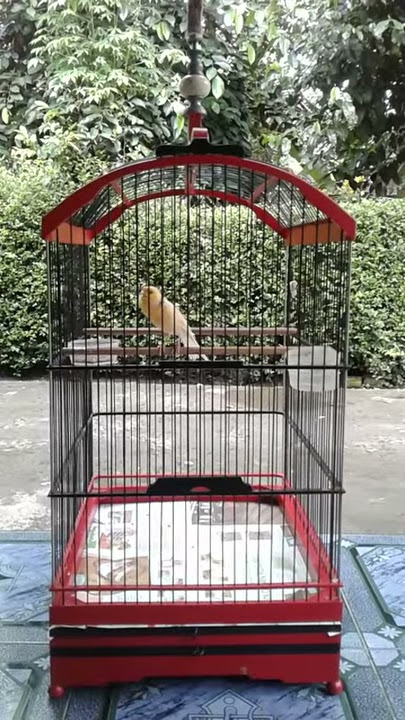 Kenari isian cengkok tembakan Kuntilanak (Segoro Kidul Sf Klaten)