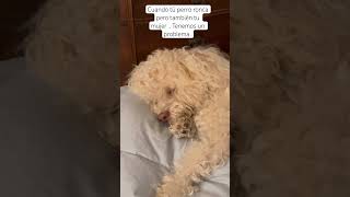 Cuando tú #perro #ronca pero también tú #esposa . #buenavidaroute #losangeles #perrosdivertidos