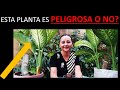 👉Esta PLANTA La LLAMAN PELIGROSA o TOXICA❌ MIRA Si La TIENES en CASA!!DIFENBAQUIA O MILLONARIA