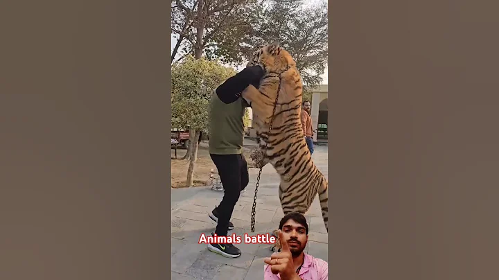 Video 6200371: bengal tiger cat, bengal cat breed, big bengal tiger, bengal tiger animal