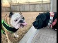 Reuben the Bulldog: Hello Sonoma!