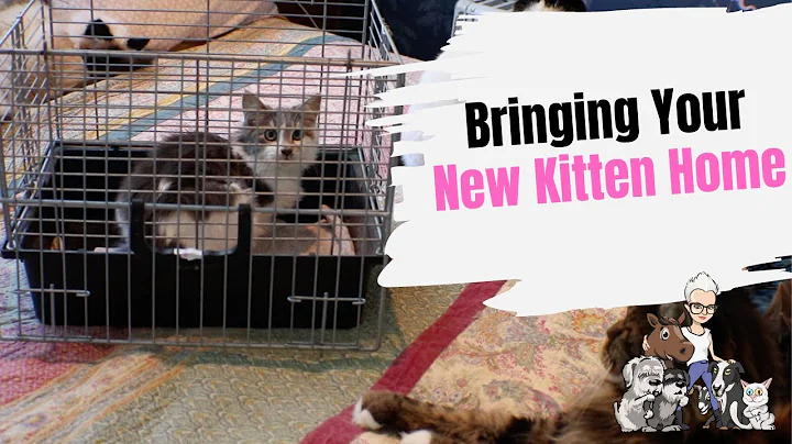 Episode 32: Bringing Your New Kitten Home
