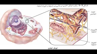 التراكيب الخلوية و العضيات الجزء الثاني