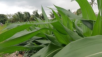 ✅ bán đất sào View cánh đồng có nhà cấp 4 ao vườn 900mv/có 300mv thổ cư tại sông ray Cẩm Mỹ