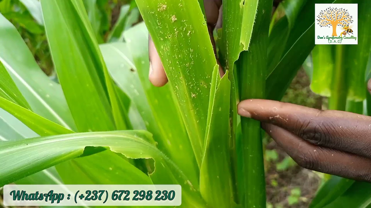 Culture du maïs de A à Z...