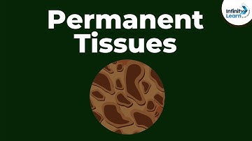 What are Permanent Tissues? | Don