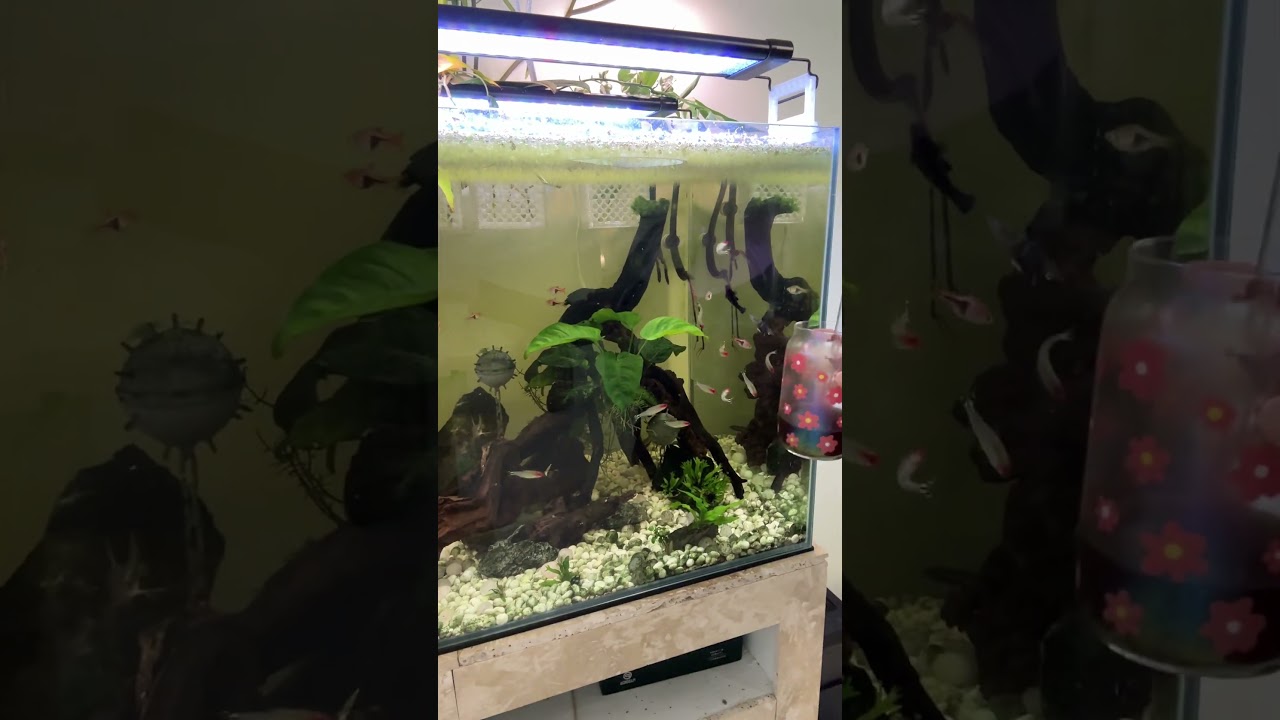 they want to try the labubu dubai chocolate pistachio oat milk latte :( #aquariumhumor #aquariums