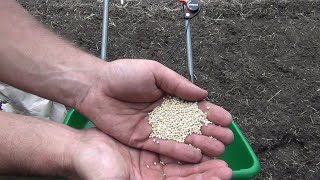 Planting The Millet Patch For Animal Feed